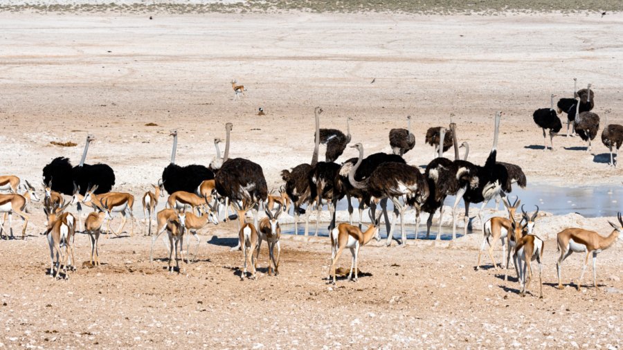 ostriches in the nature habitat at Etosha National Park, Namibia, South Africa