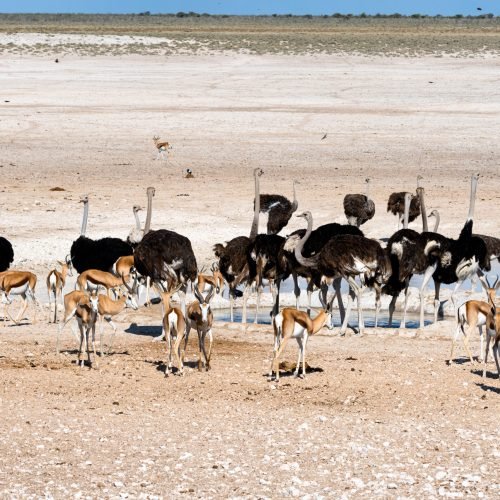 ostriches in the nature habitat at Etosha National Park, Namibia, South Africa